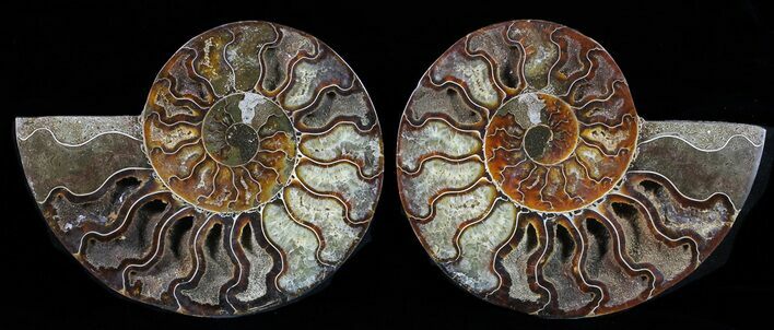 Cut & Polished Ammonite Fossil - Agatized #58711
